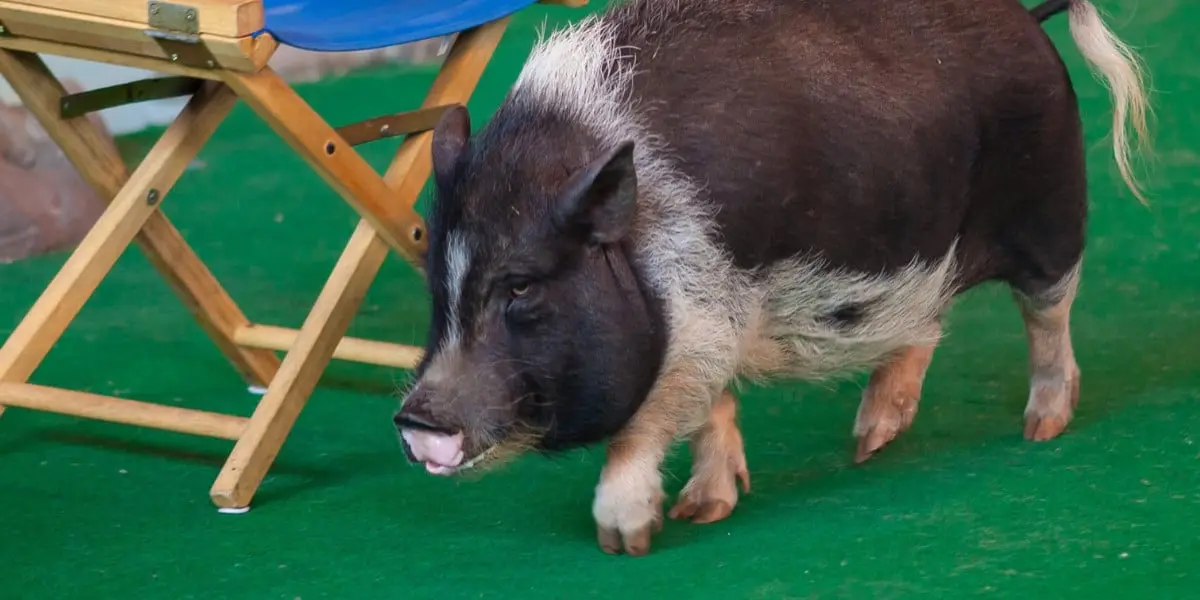 Animal Actors on Location Closing November 2 at Universal Studios Florida 1 Animal performer during Animal Actors on Location at Universal Studios Florida